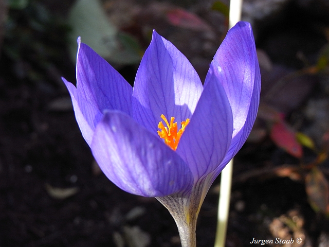 Pracht-Herbst-Krokus